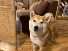 -柴务处·柴犬主题狗咖