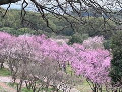 -无锡梅园公园