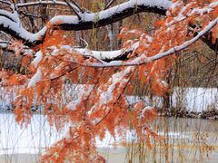 -银树楼(紫玉山庄东区店)