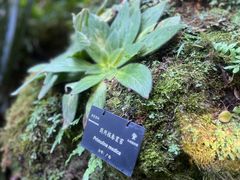 -深圳仙湖植物园