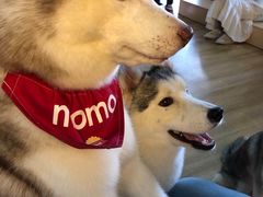 -Husky Go! 哈士奇体验馆·宠物咖啡厅狗咖