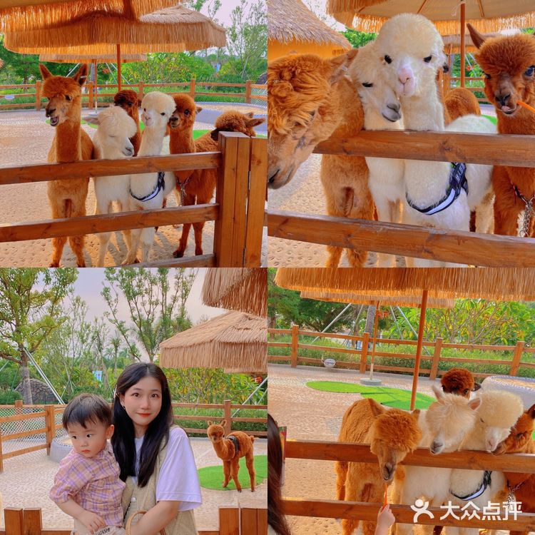 珠海海泉湾小矮人部落，梦想中的童话世界🏕