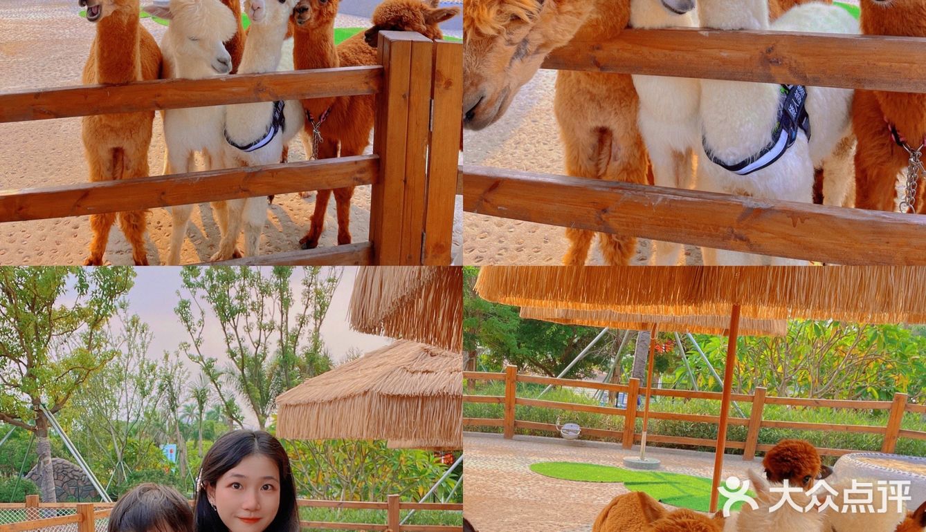 珠海海泉湾小矮人部落，梦想中的童话世界🏕