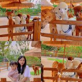 珠海海泉湾小矮人部落，梦想中的童话世界🏕