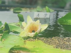-池杉湖湿地公园