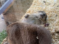 -酷以爬仙阁实体爬宠店·守宫·蜥蜴·专业繁育