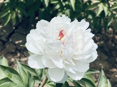 -洛阳市隋唐城遗址植物园