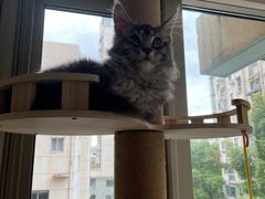 -十年猫舍·猫咪专门店(普陀店)