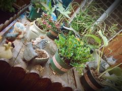 -IFIF 如果花園(宽厚里店)