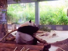 -海南热带野生动植物园