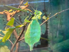 -上海大自然野生昆虫馆(东方明珠·爬宠昆虫探索中心)
