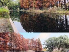 -上海共青森林公园