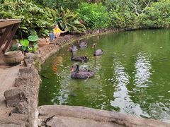-海南热带野生动植物园