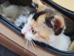 -瑞派天宁宠物医院·猫科·异宠中心