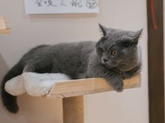 -逗柴咖啡屋·狗咖猫咖宠物桌游