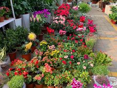 -中环花鸟鱼虫市场