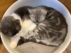 -more than meow吴止猫主题餐厅(承德 中船汇店)