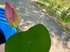 -微山湖红荷湿地景区