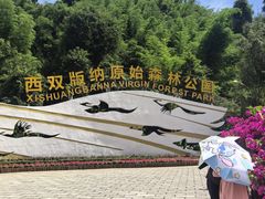 -西双版纳原始森林公园