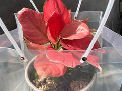 -宁波宝信宝马4S店(江北日湖店)