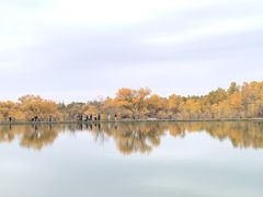 -金塔沙漠胡杨林景区