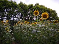 -广东花都香草世界旅游度假区