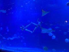 -烟台海昌鲸鲨海洋公园