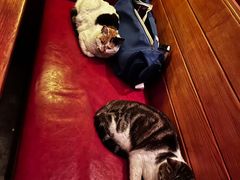 -猫员外精酿啤酒馆(聚豪园店)