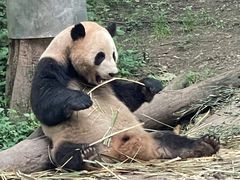-都江堰中华大熊猫苑