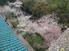 -武汉大学-樱园