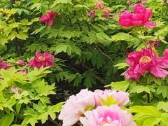 -洛阳市隋唐城遗址植物园