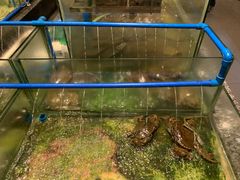 -Isla Sugbu Seafood City