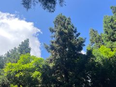 -武陵山森林公园