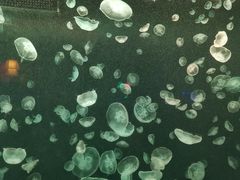 -太平洋海底世界