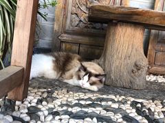 -喵屿·大理花园猫咖