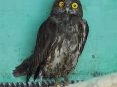 -西霞口神雕山野生动物世界