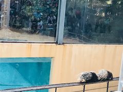 -清迈夜间动物园