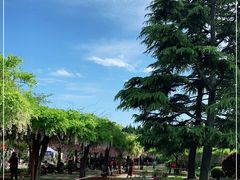 -嘉定紫藤园