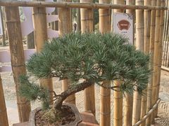 -上海醉白池公园