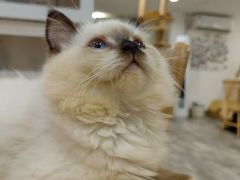 -楼上猫咖(罗湖店)