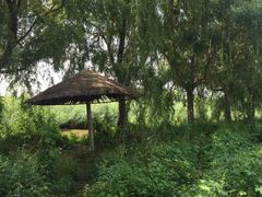 -白渔泡湿地公园