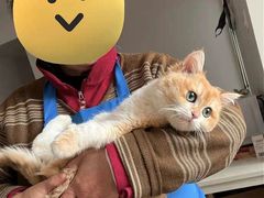 -东方名猫馆·英短金渐层布偶猫舍(环线广场1号楼店)