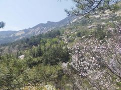 -崂山巨峰游览区