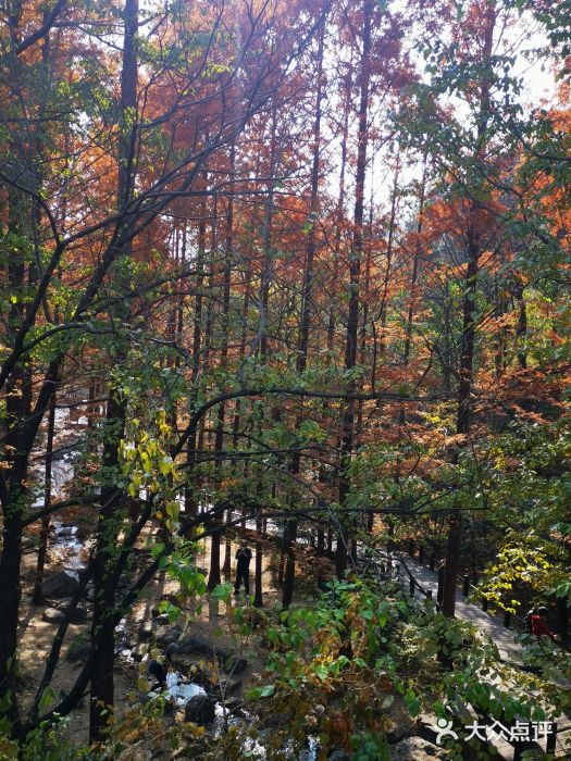 国家植物园南园图片