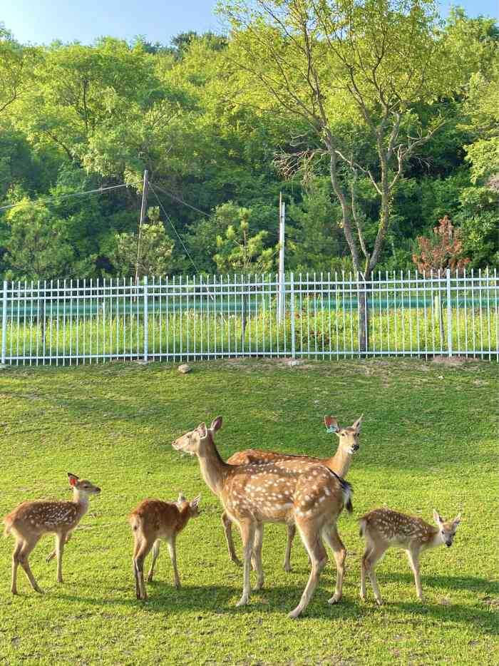 旬邑鹿野苑停车区-"国庆节带家人从西安到旬邑县,来喂鹿,有白.