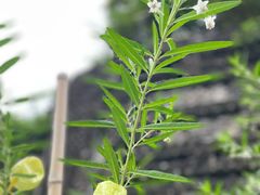 -广州神农草堂中医药博物馆