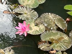 -亚龙湾热带天堂森林公园