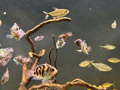 -海合安成都极地海洋公园