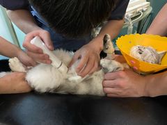 -伟伟宠物医院·瑞派猫友好医院·猫科(光谷店)