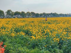 -庄行菜花景区
